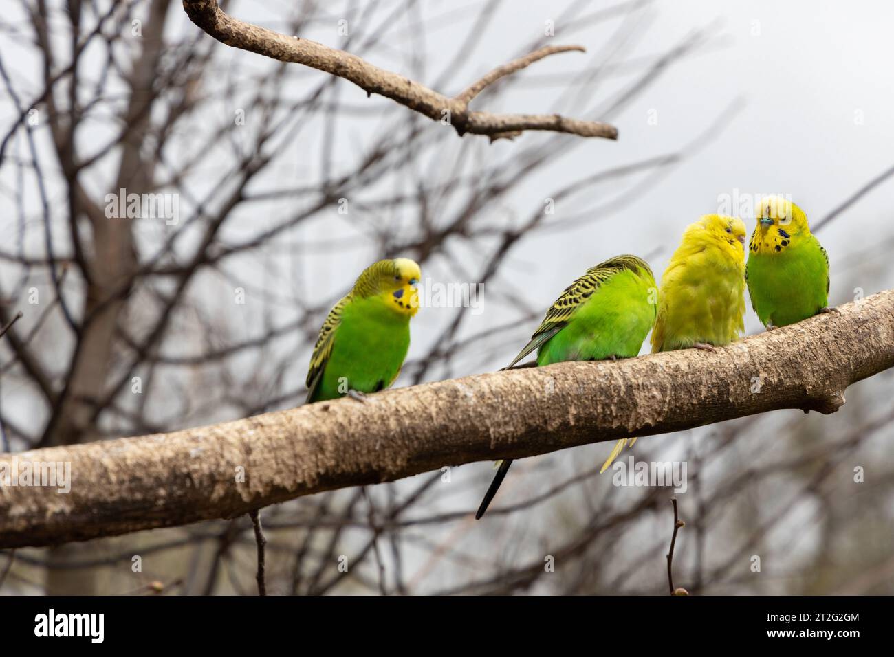 Budgies mangia e coccolati in un piccolo parco con animali Foto Stock