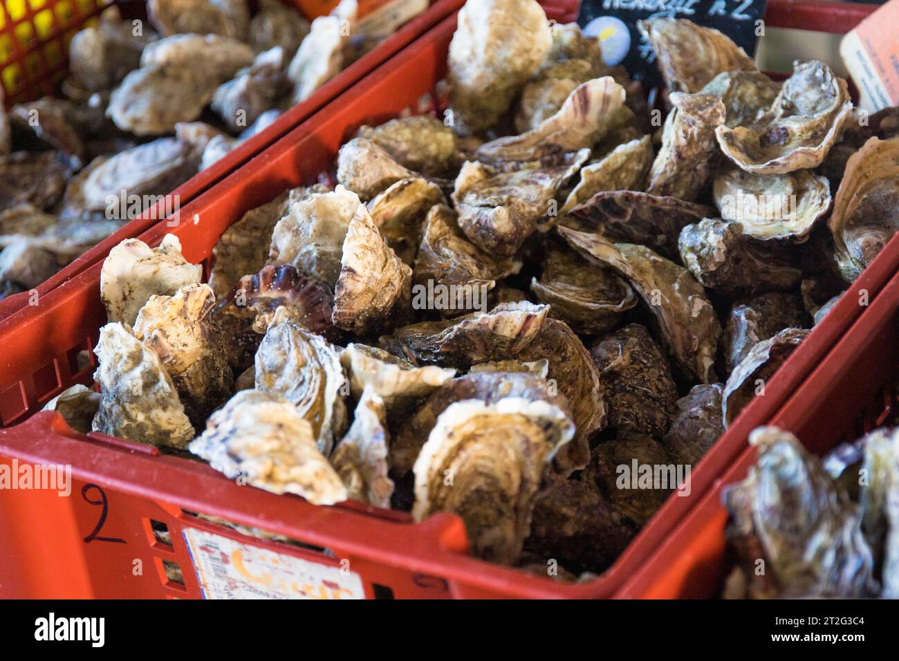 Ostriche in vendita sul mercato, in una scatola rossa. Questo pesce è un famoso prodotto locale in Bretagna, Francia. Foto Stock