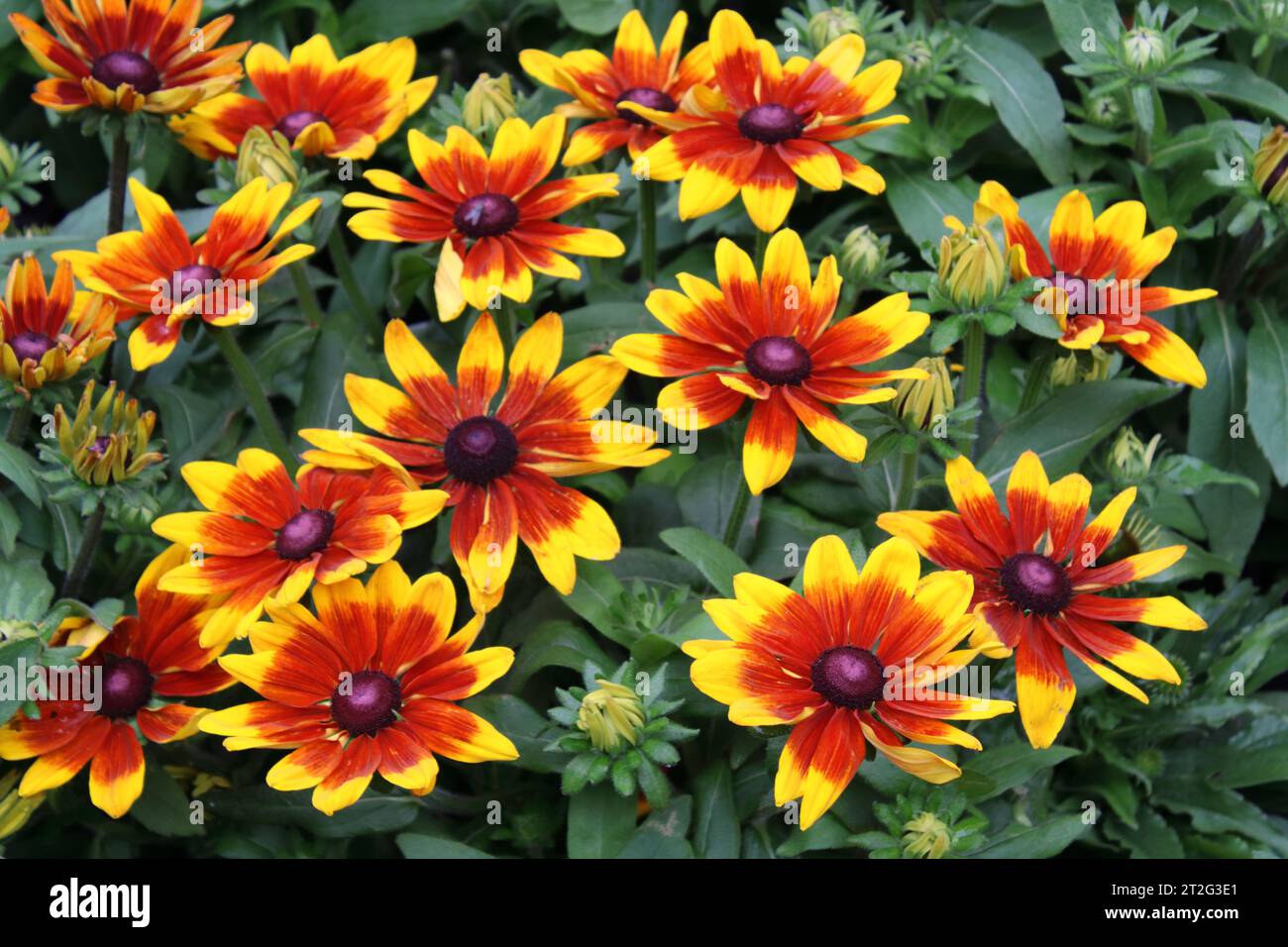 Fiori di Susan (Rudbeckia hirta) dagli occhi neri bicolori. Foto Stock
