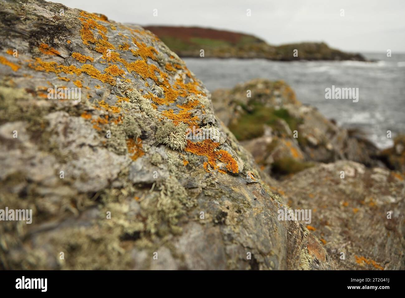 Licheni arancioni che crescono su rocce che si affacciano sul Sound e sul Calf of Man, Isola di Man. Foto Stock