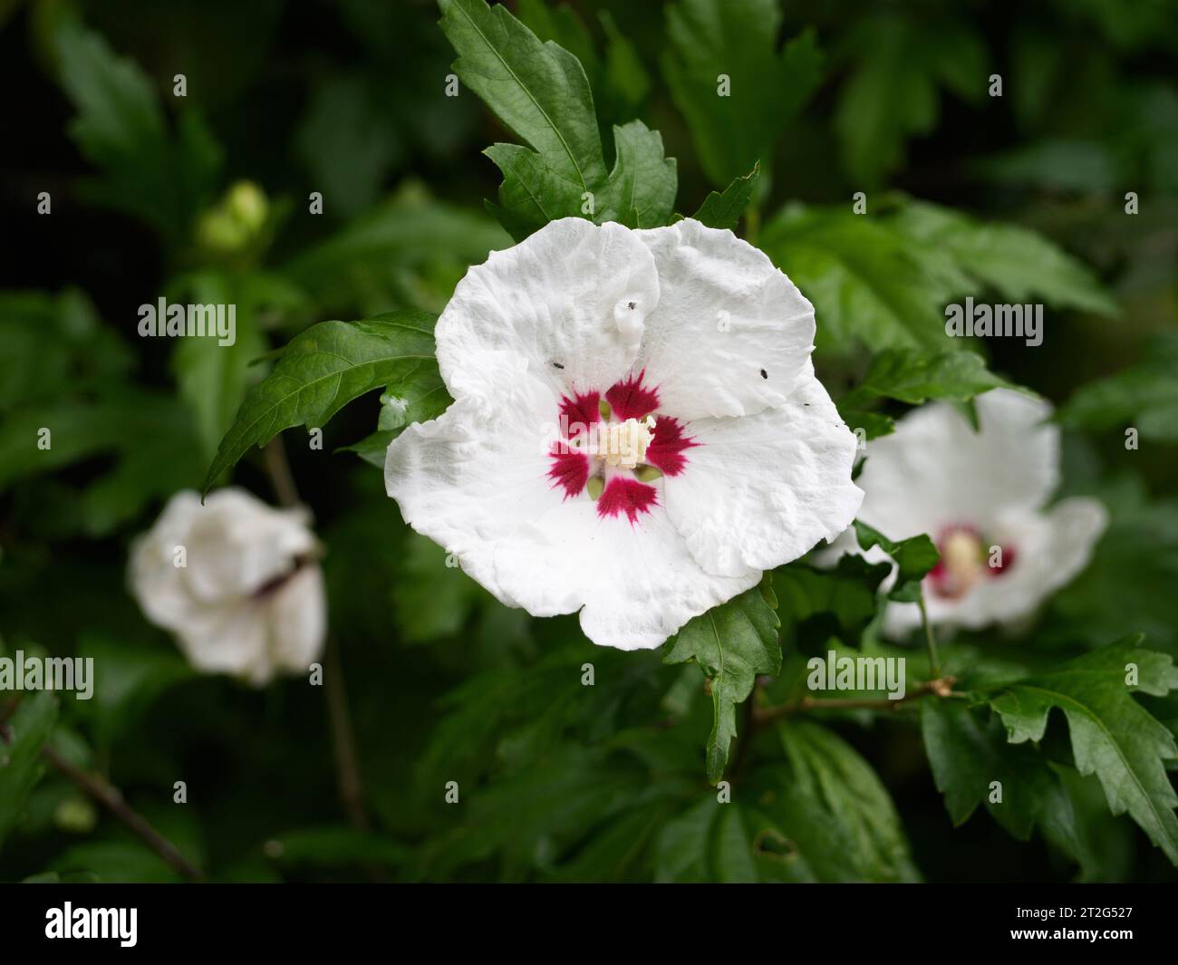 Hibiscus syriacus " cuore rosso" Foto Stock