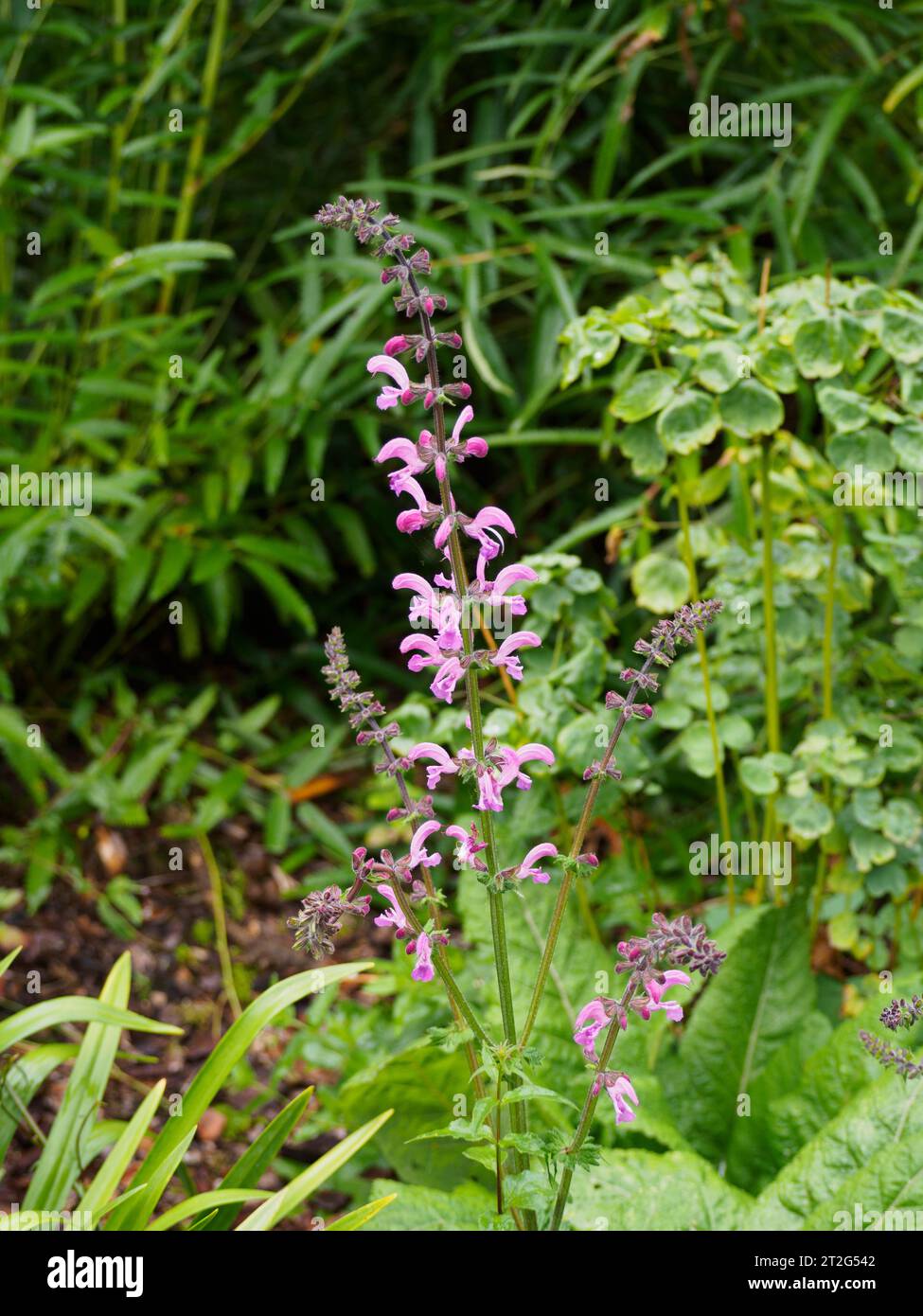 Salvia pratensis "Fashionista Moulin Rouge" Foto Stock