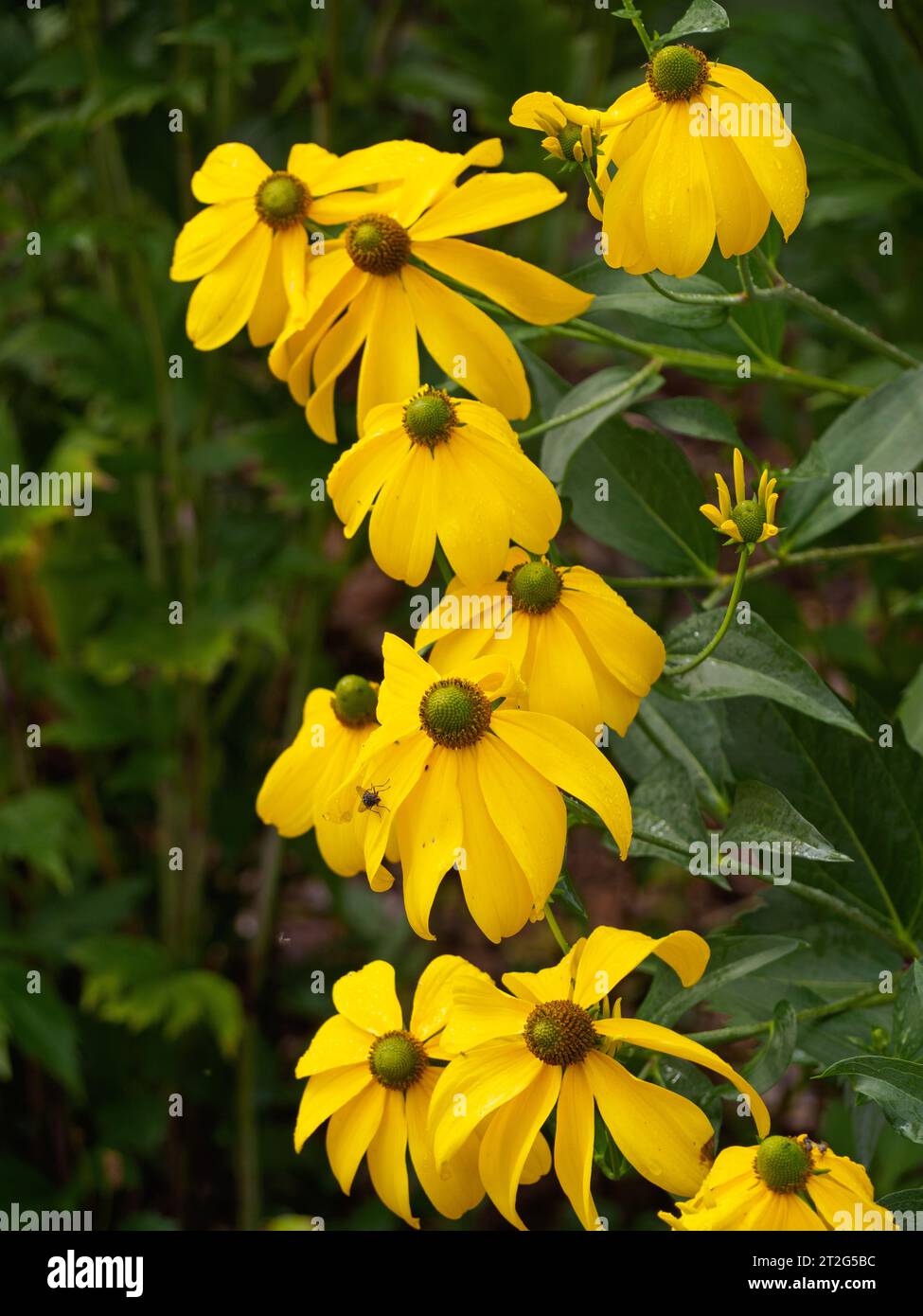 Rudbeckia laciniata «Juligold» Foto Stock