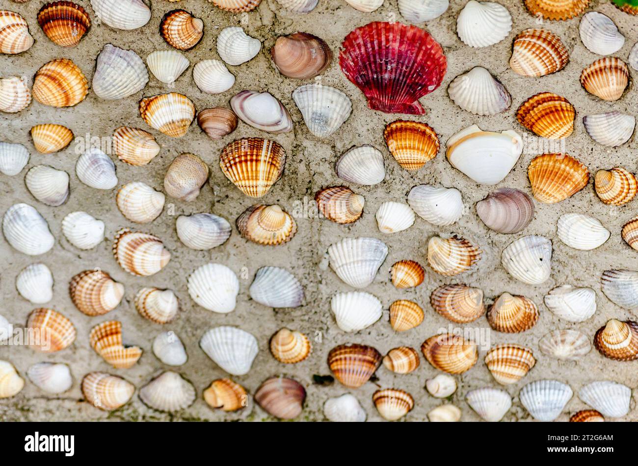 Vivace parete conchiglia per decorazioni costiere. Foto stock di conchiglie colorate esposte su una parete. Conchiglie marine attaccate a un muro. Foto Stock