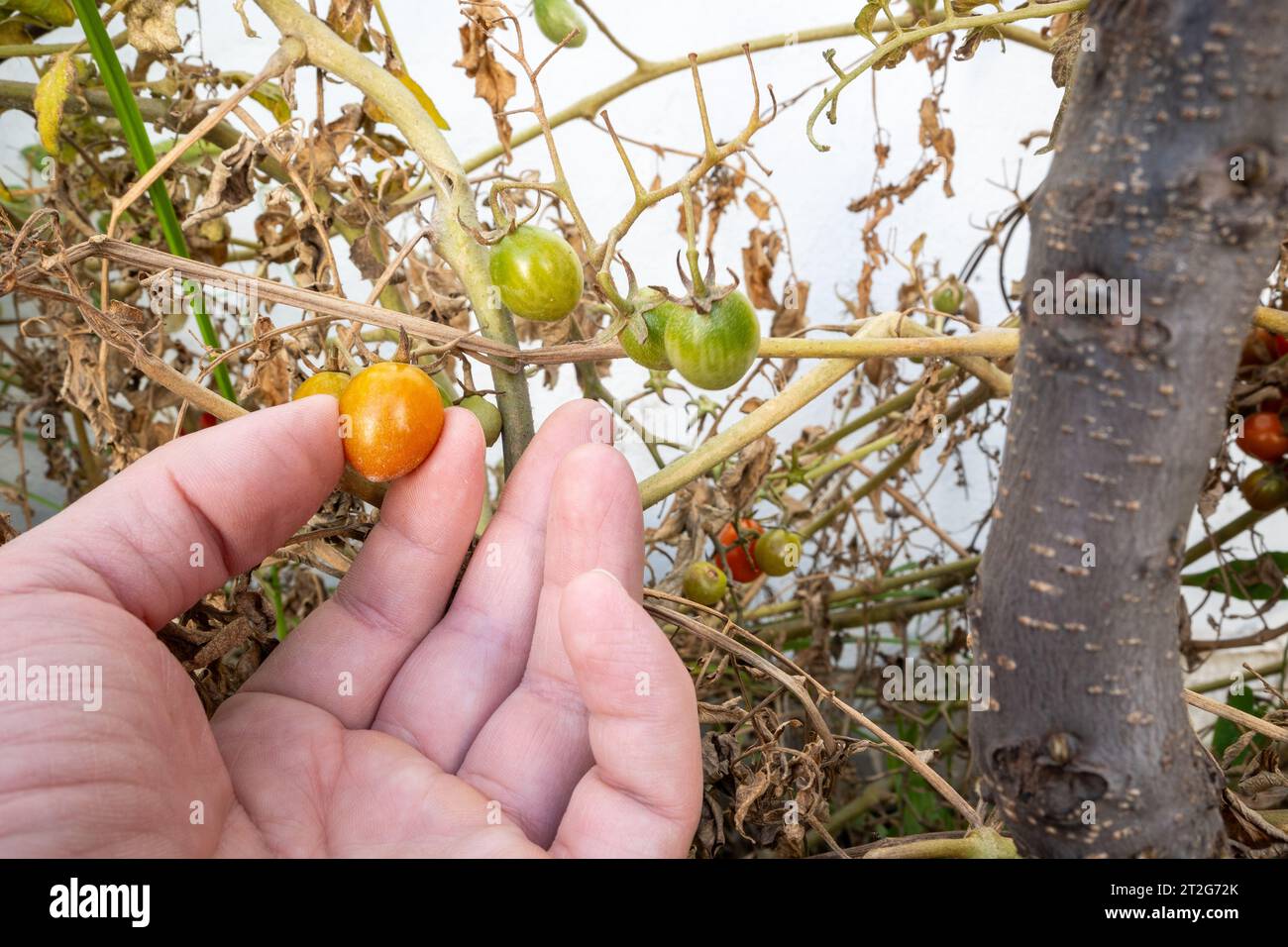 Raccogliere a mano i pomodori ciliegini maturi dal giardino. Foto Stock