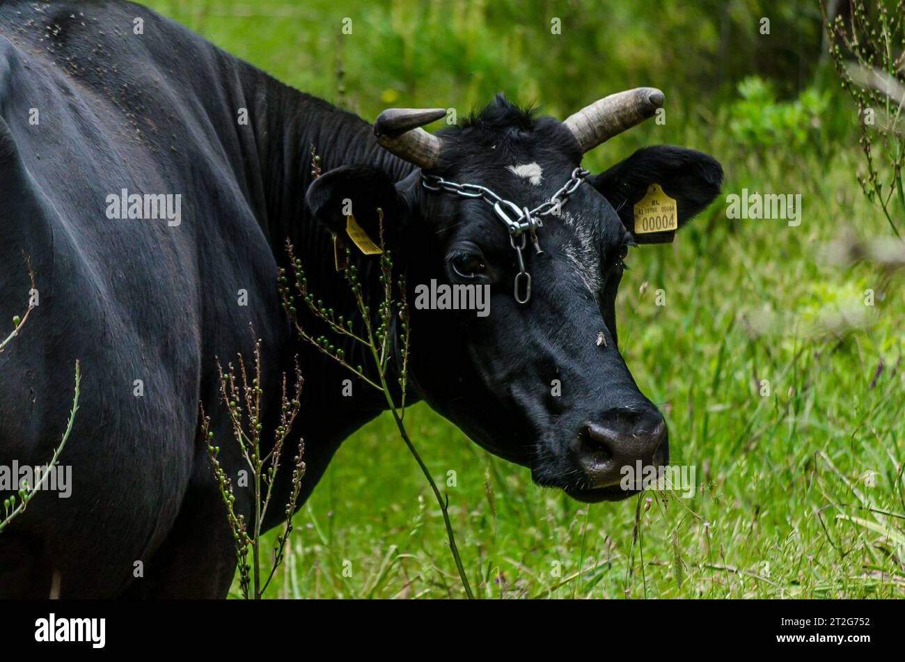 Il bellissimo Black Bull pascolava in un tranquillo paesaggio prato. Ritratto mucca maschio con una catena sulla testa. Erba verde sullo sfondo Foto Stock