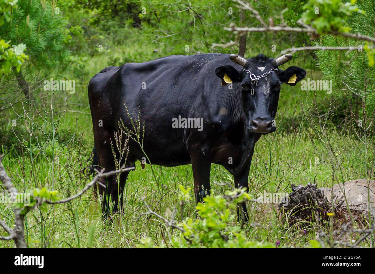 Tranquilla scena pastorale: Pascolamento di tori neri nel prato. Erba verde sullo sfondo. Campagna in località rurale in Grecia. Foto Stock