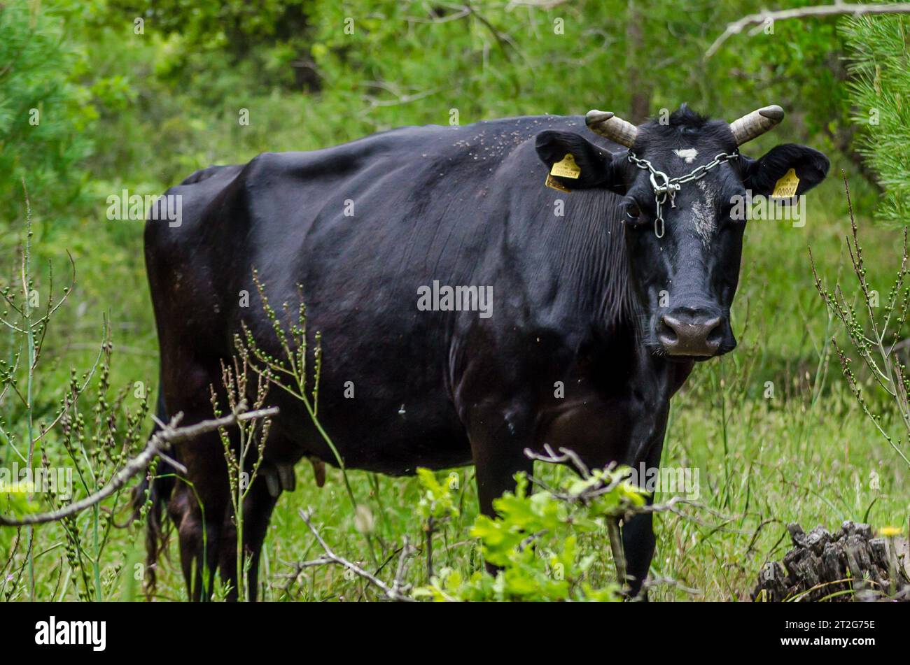 Tranquilla scena pastorale: Pascolamento di tori neri nel prato. Il bellissimo Black Bull pascolava in un tranquillo paesaggio prato. Erba verde sullo sfondo. Foto Stock