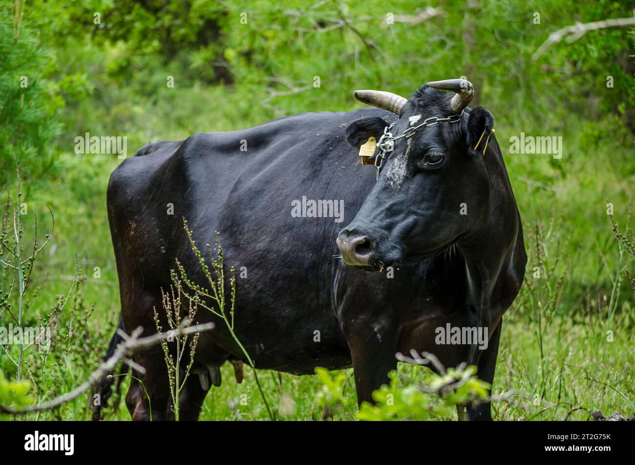 Bellezza rurale: Forte Black Bull in mezzo a un prato pacifico. Erba verde sullo sfondo. Foresta Strofilia Grecia. Foto Stock