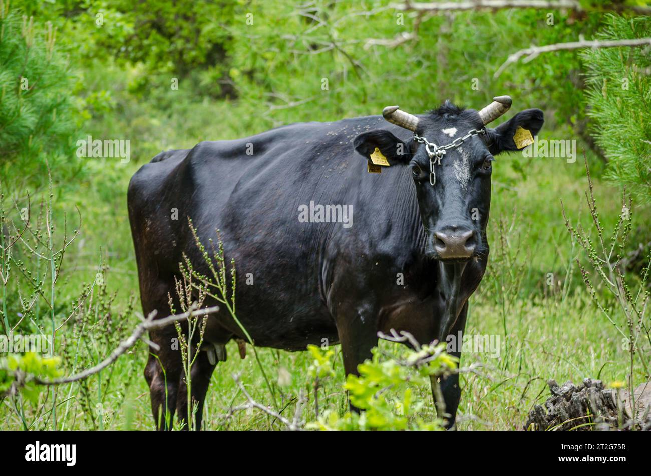 Tranquilla scena pastorale: Pascolamento di tori neri nel prato. Il bellissimo Black Bull pascolava in un tranquillo paesaggio prato. Erba verde sullo sfondo. Foto Stock