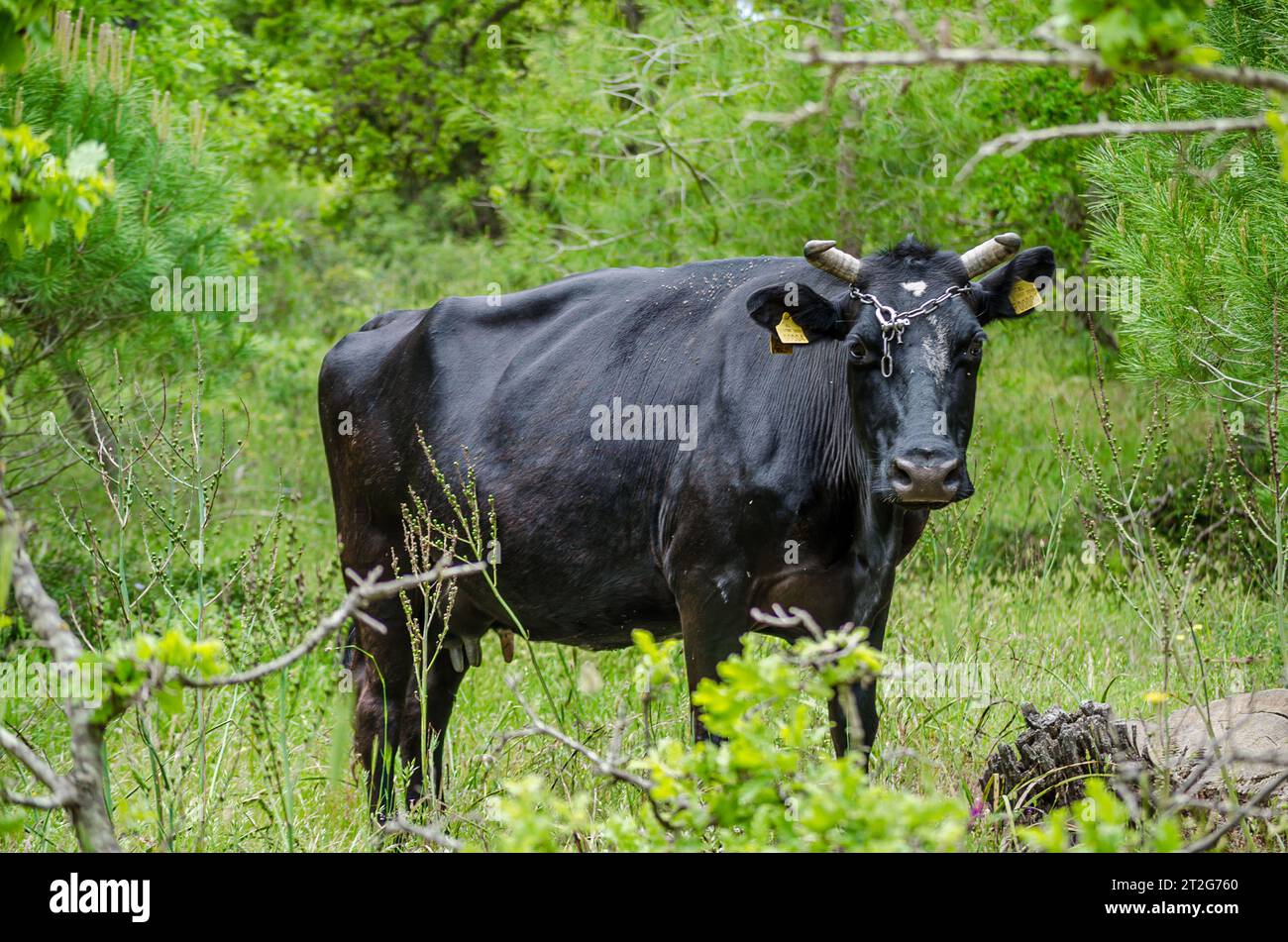Bella, forte, Black Bull che pascolano in un tranquillo paesaggio prato. Erba verde sullo sfondo. Foresta Strofilia Grecia. Foto Stock