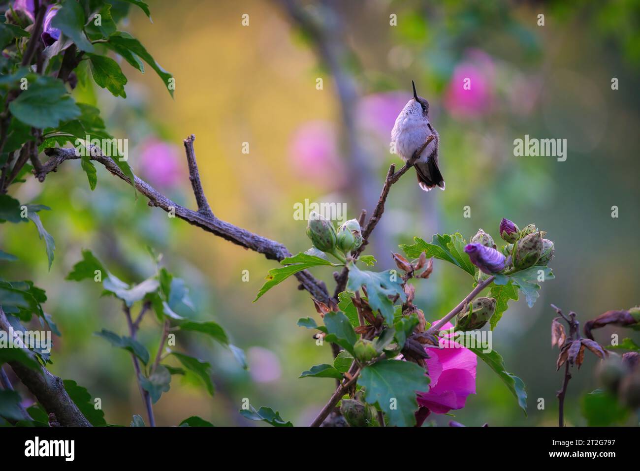 Il colibrì con la punta di rubino guarda verso l'alto mentre si trova arroccato su un albero di ibisco rosa di Sharon in un giorno d'estate Foto Stock