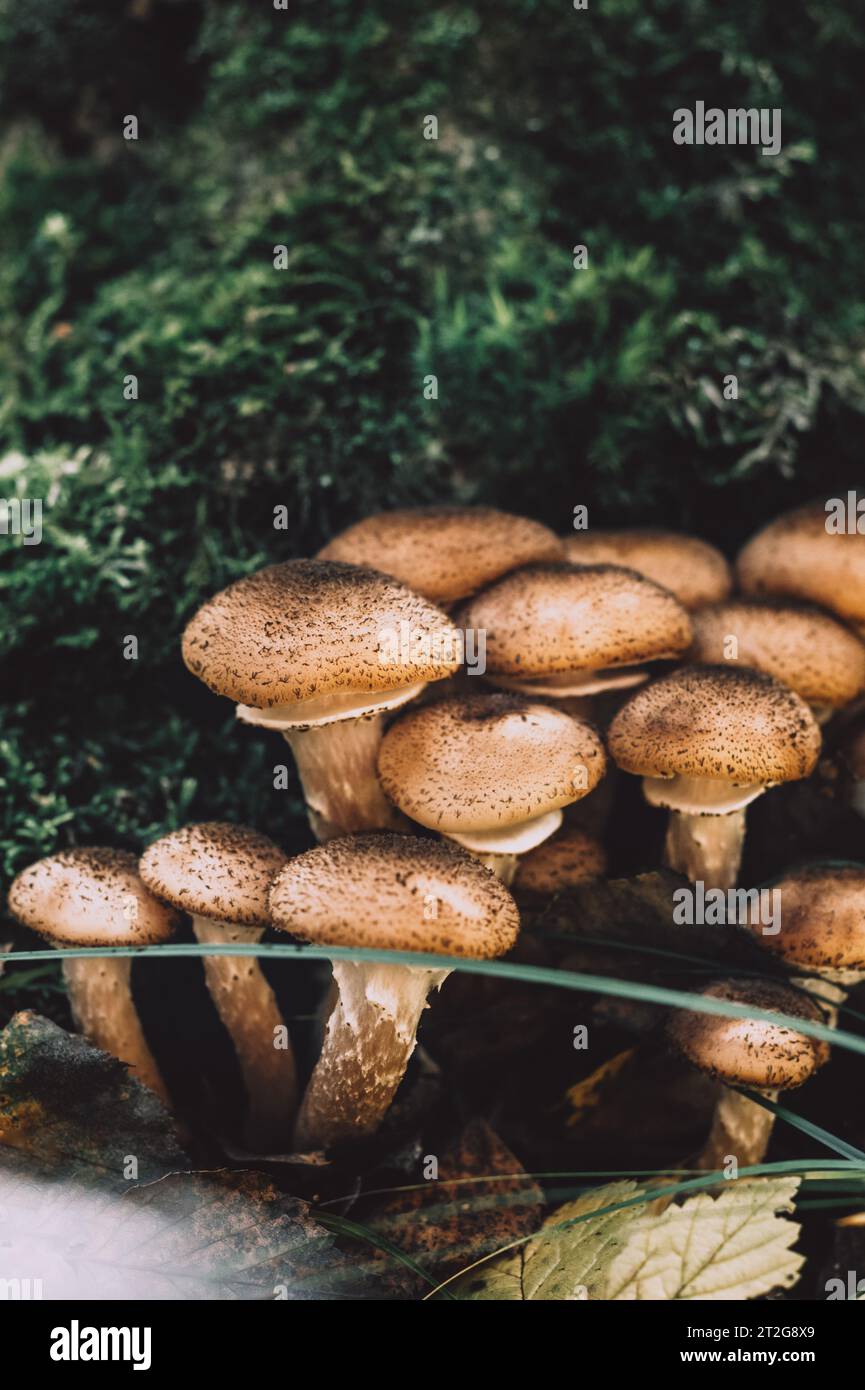Funghi freschi al miele della foresta Foto Stock