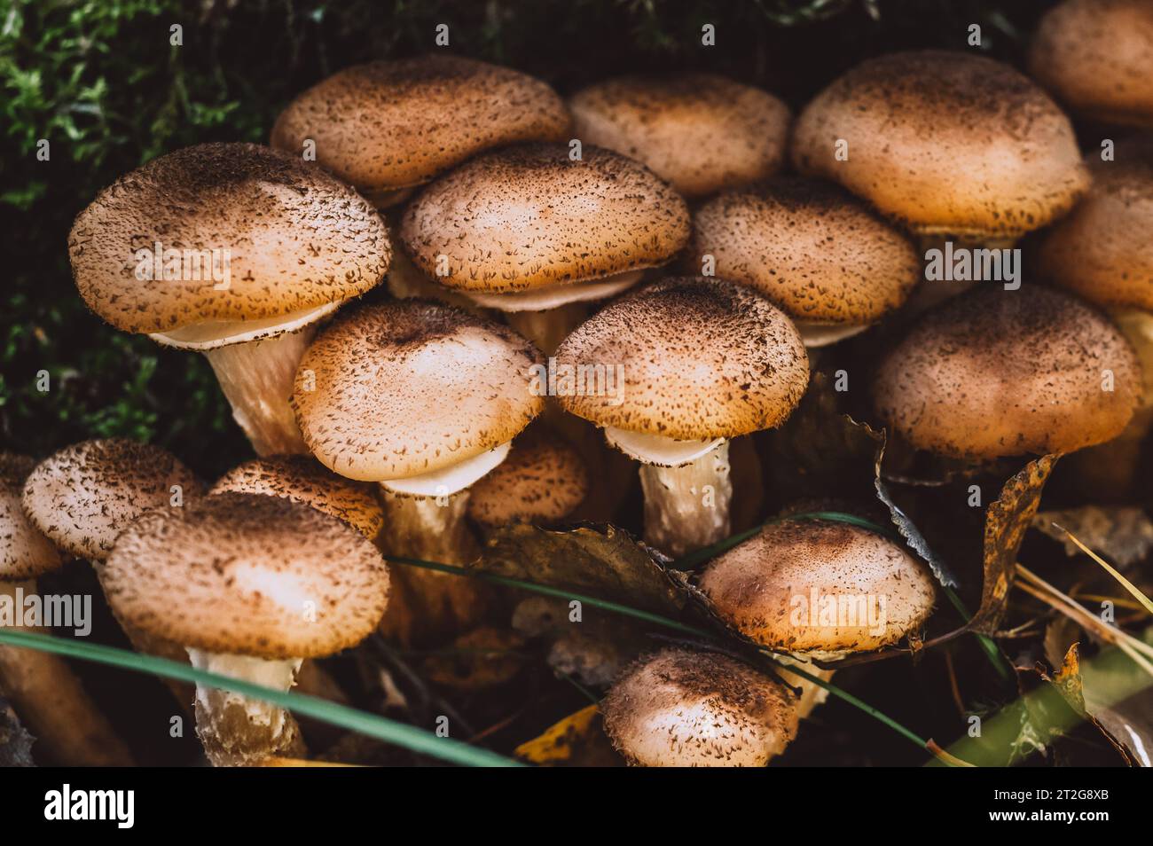Funghi freschi al miele della foresta Foto Stock