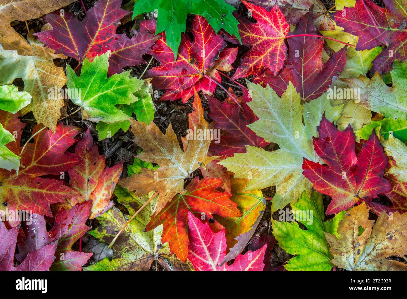 Acero d'argento/acero foglia d'argento/acero bianco (Acer saccharinum), primo piano di foglie colorate cadute sul pavimento della foresta in legno in autunno/autunno Foto Stock