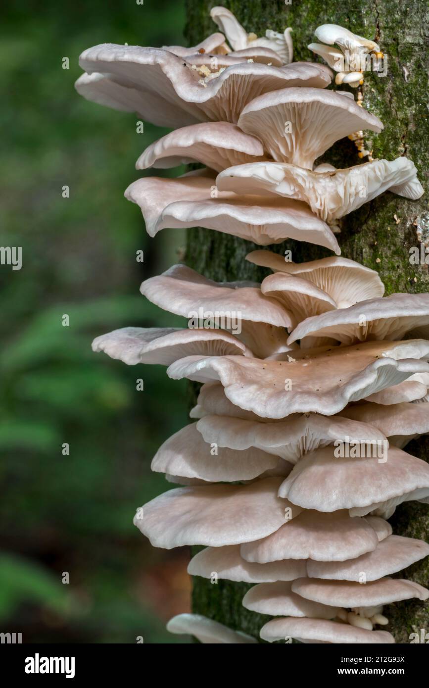 Ostriche indiane / ostriche italiane / funghi phoenix / funghi ostriche polmonari (Pleurotus pulmonarius) funghi su tronco di latifoglie in foresta in autunno / autunno Foto Stock