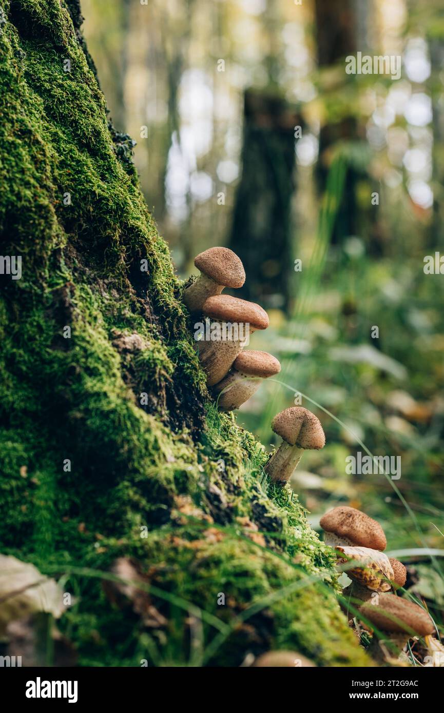 I funghi di miele crescono nella foresta durante i mesi autunnali Foto Stock