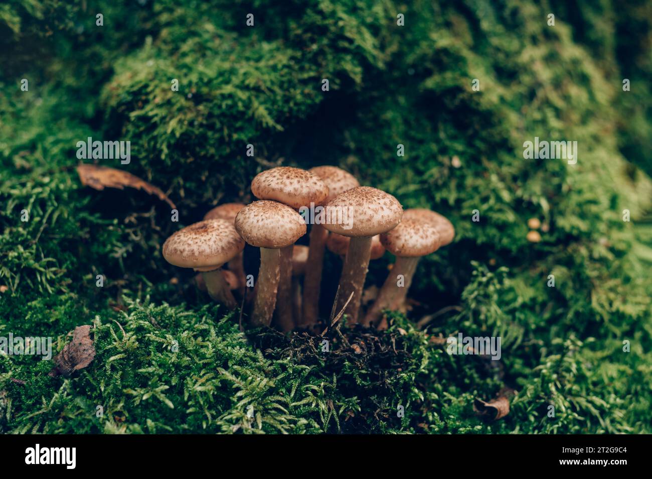 Funghi freschi al miele della foresta Foto Stock