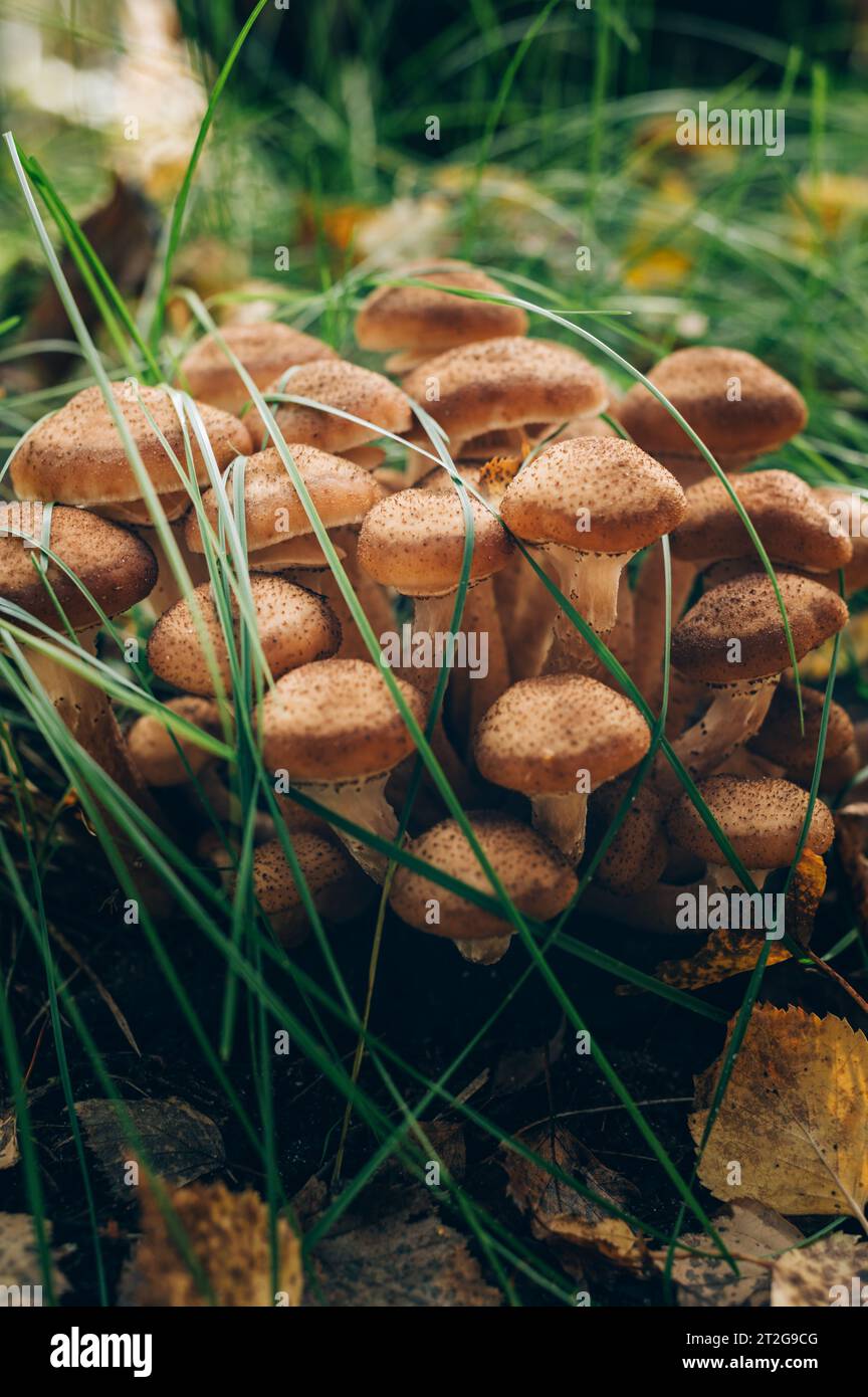 Funghi freschi al miele della foresta Foto Stock