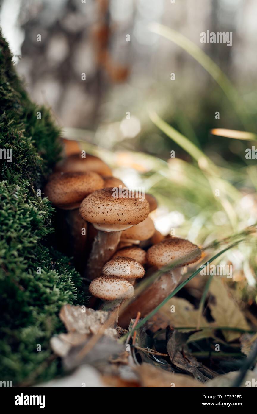 Funghi freschi al miele della foresta Foto Stock