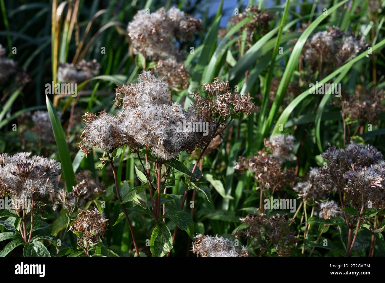 Foots Cray Meadows Nature Reserve, London Borough of Bexley, Kent, Regno Unito Foto Stock