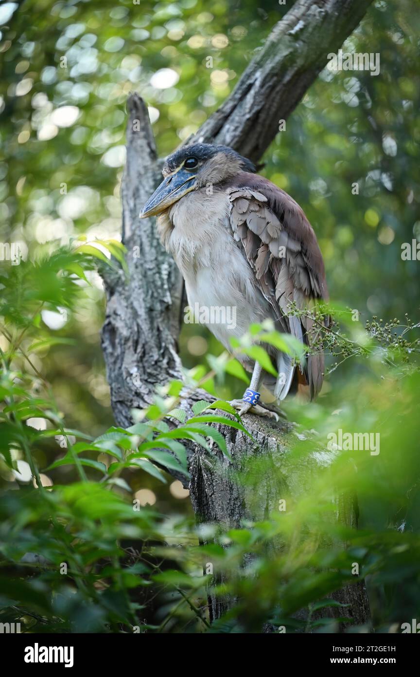L'hamerkop (Scopus umbretta) è un uccello guado di medie dimensioni. È l'unica specie vivente del genere Scopus e della famiglia Scopidae. Foto Stock