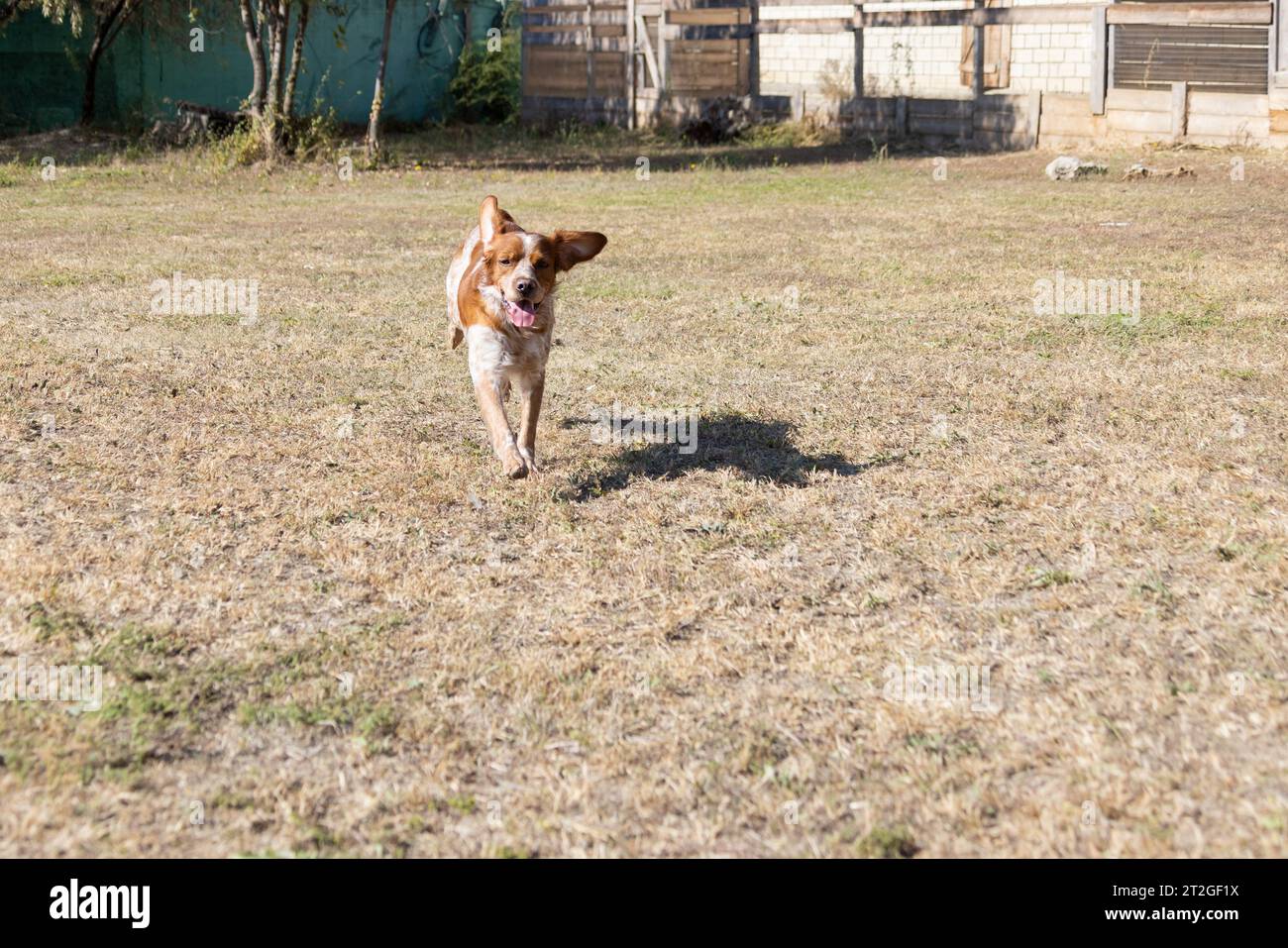 Brittany Epanel bretone ritratto di cane in francese bianco e arancione in posa con la lingua che esce e riposa, corre, giacendo in campo d'estate. Britt Foto Stock