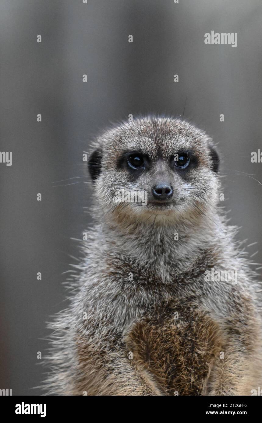Meerkats, zoo di Edimburgo Foto Stock