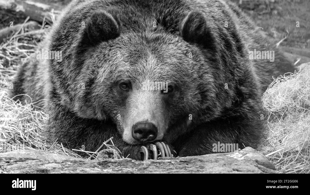 ritratto in bianco e nero di un orso grizzly rilassante Foto Stock