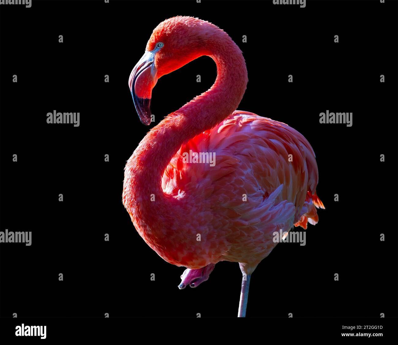 Ritratto Flamingo isolato su sfondo nero Foto Stock