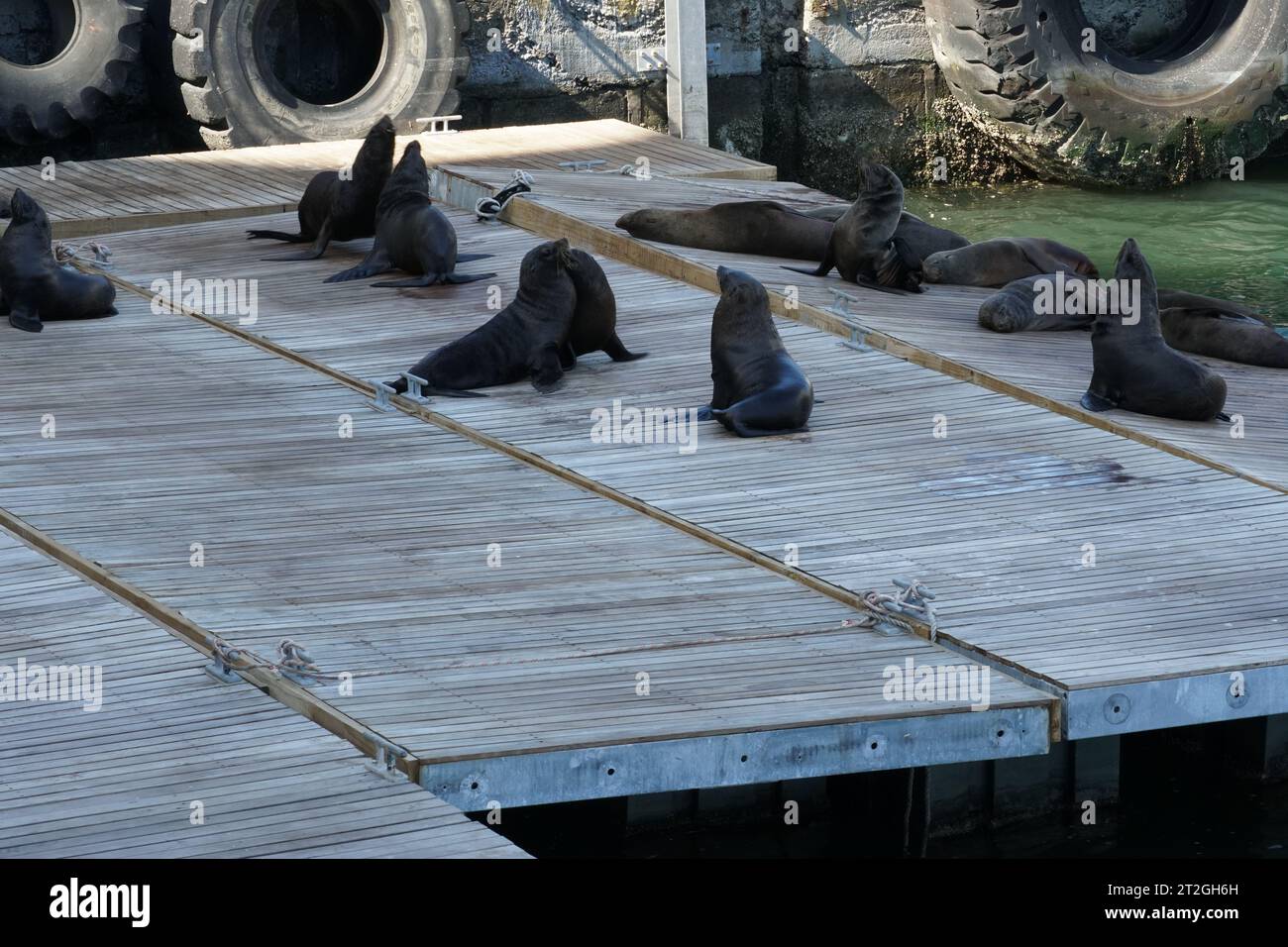 Grande gruppo di otarie orsine del Capo, in latino, Arctocephalus pusillus pusillus, che si stende e prende il sole sul molo di legno nel distretto Waterfront di città del Capo. Foto Stock