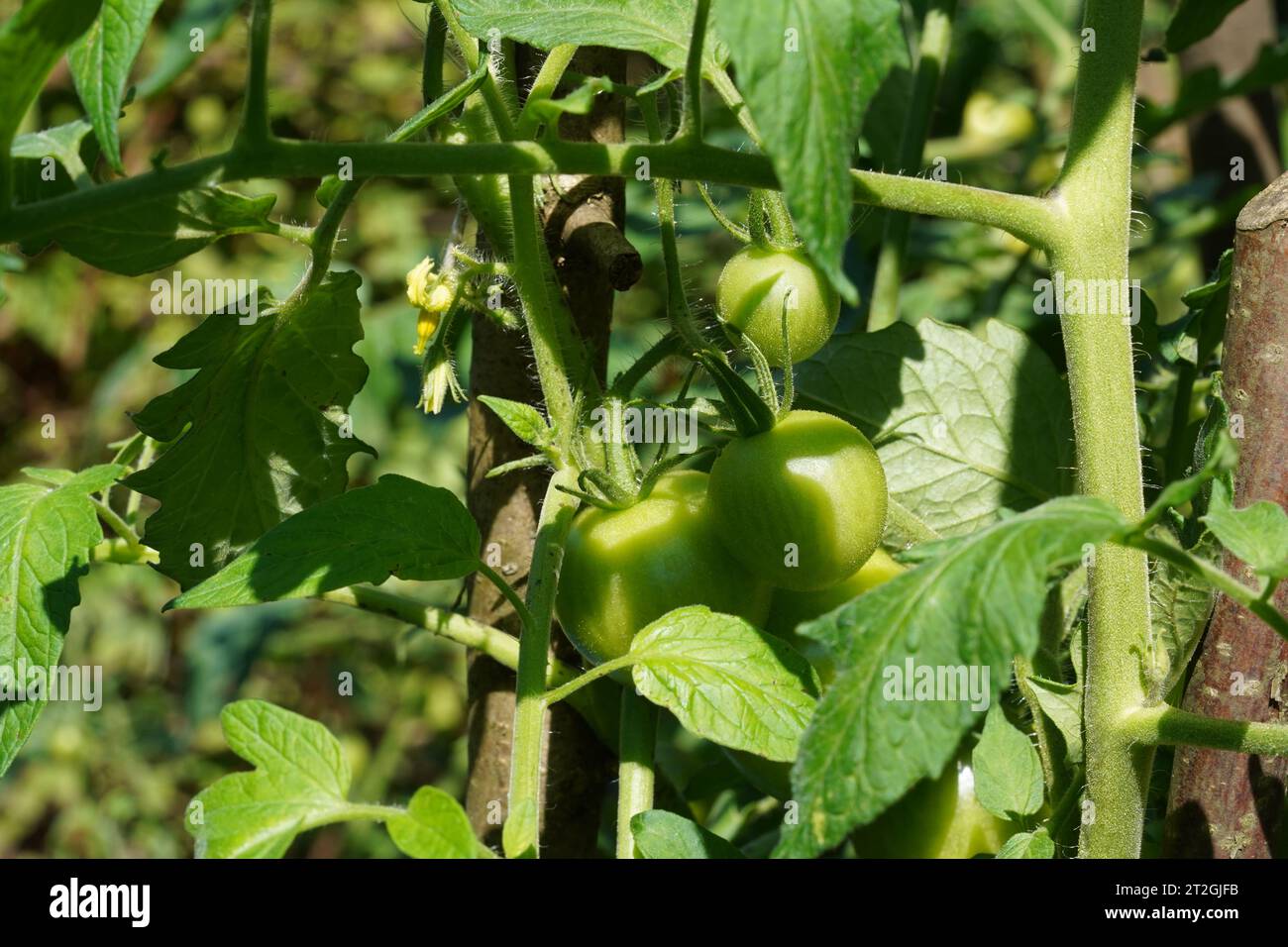 Frutti di pomodoro non maturi di colore verde che crescono sulla pianta di pomodoro. Adatto come sfondo con temi vegetali, agricoli o giardinaggio. Foto Stock