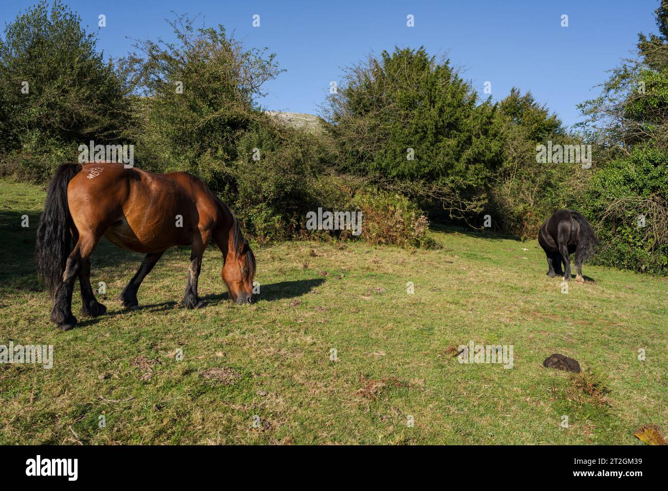 Sentiero GR 20 - percorso circolare per Aralar, parco naturale Aralar, Guipuzcoa-Navarra, Spagna Foto Stock