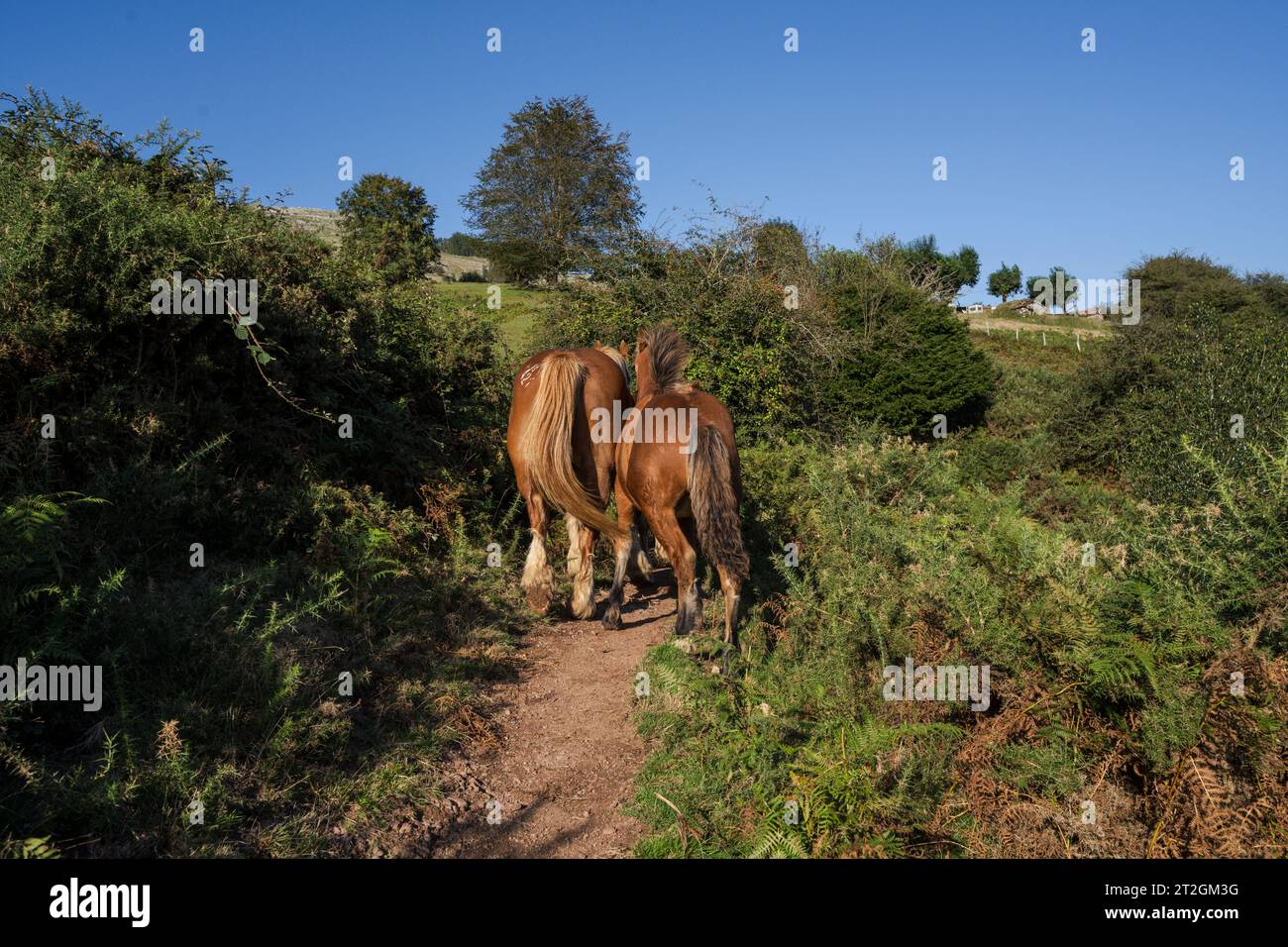 Sentiero GR 20 - percorso circolare per Aralar, parco naturale Aralar, Guipuzcoa-Navarra, Spagna Foto Stock