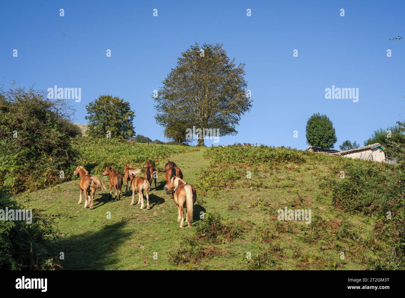 Sentiero GR 20 - percorso circolare per Aralar, parco naturale Aralar, Guipuzcoa-Navarra, Spagna Foto Stock