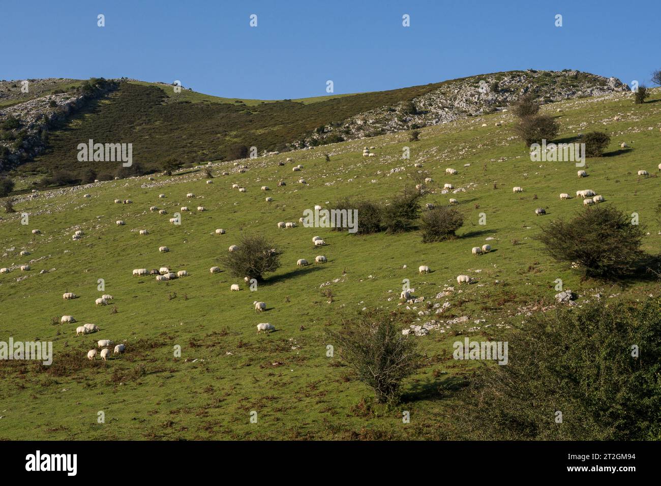 Sentiero GR 20 - percorso circolare per Aralar, parco naturale Aralar, Guipuzcoa-Navarra, Spagna Foto Stock