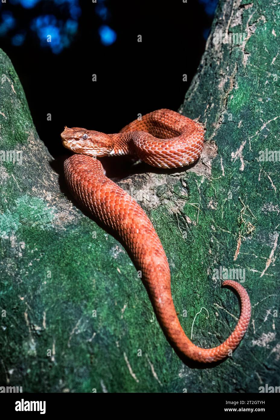Tintura ciglia viper (Bothriechis schlegelii), Costa Rica Foto Stock