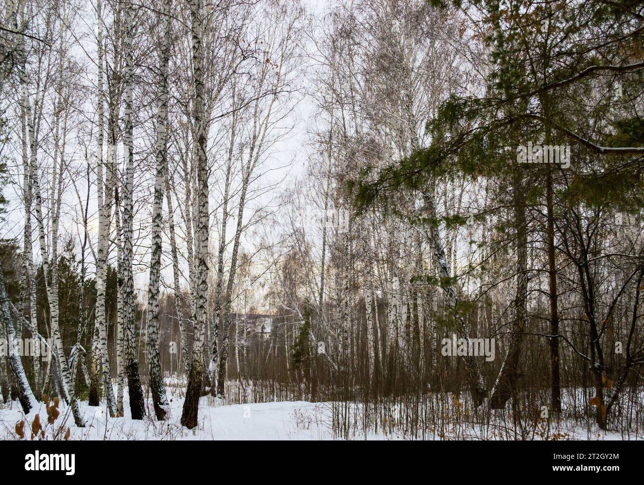 Betulla in una foresta invernale mista Foto Stock