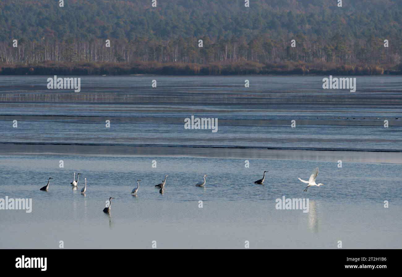 Aironi sul lago in nebbia la mattina presto, Ucraina Foto Stock