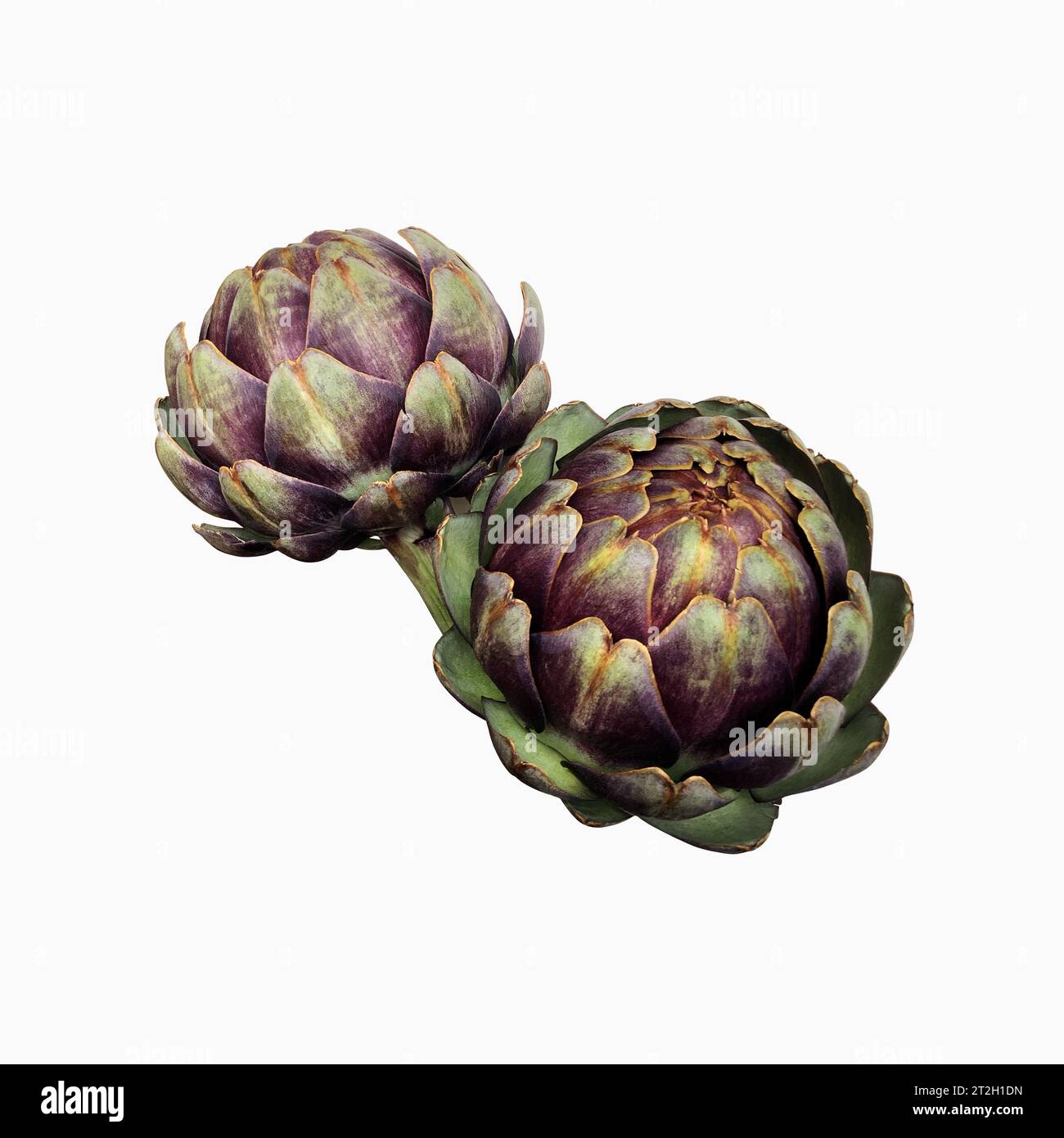 Carciofo fresco violetto vegetale ritaglio primo piano, cibo crudo dieta biologica concetto, clipping path Foto Stock