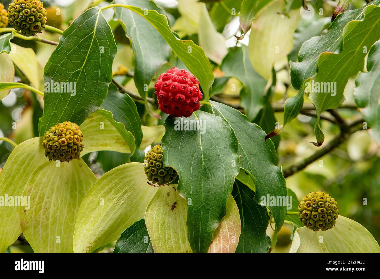 Cornus kousa, Kousa Dogwood Foto Stock