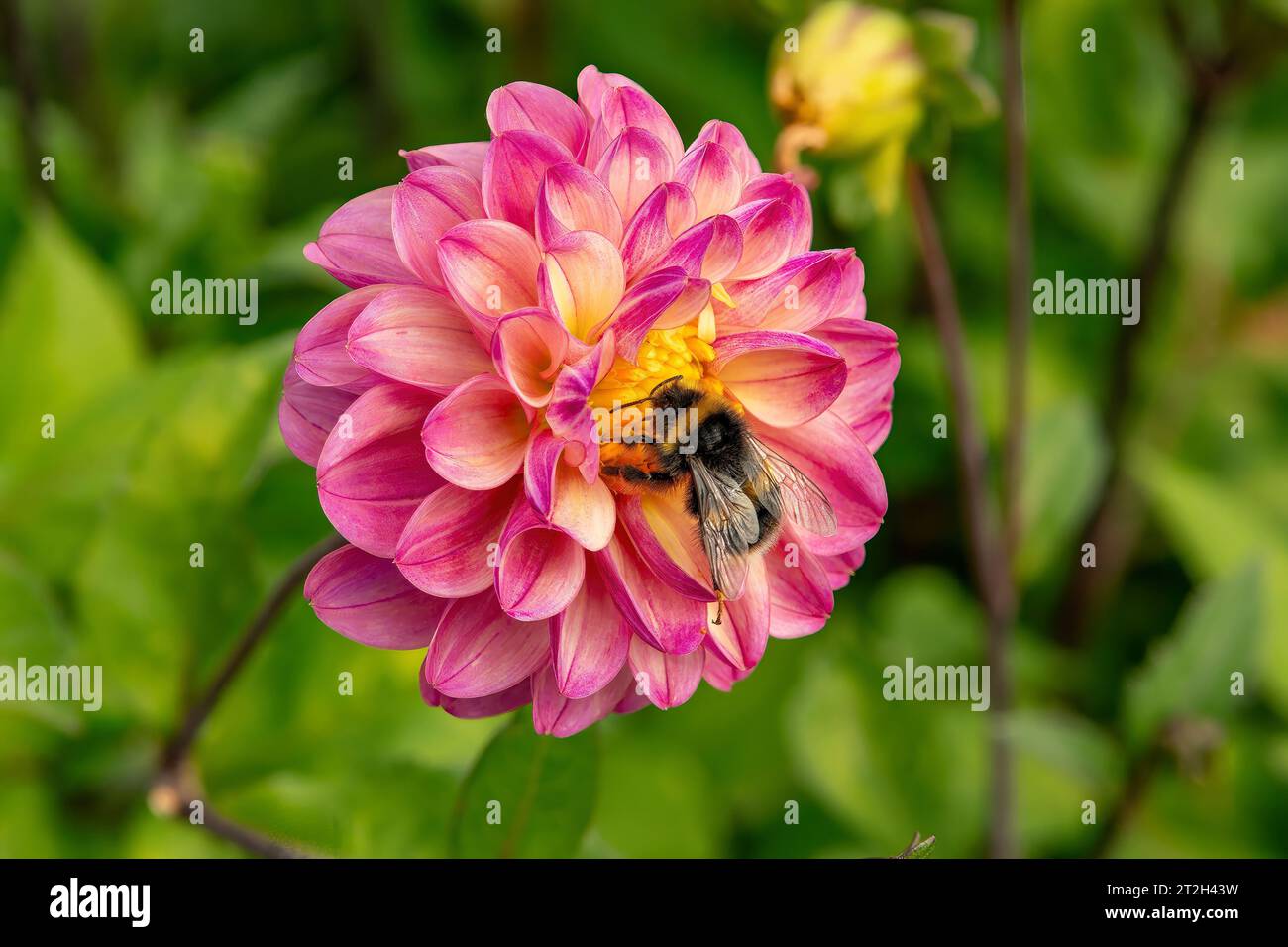 Le api raccolgono polline su Dahlia Foto Stock