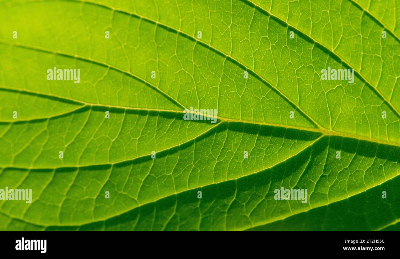 Macro su una foglia verde. con vena, midrib e lamina (lama) Foto Stock