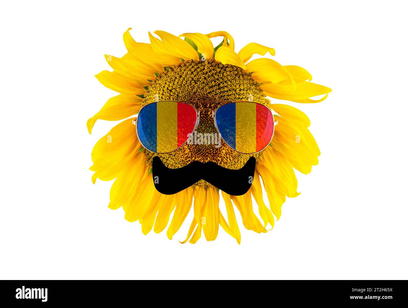 Girasole con baffi e occhiali sotto forma di bandiera rumena (primo piano), isolato su sfondo bianco. Il più grande produttore di olio vegetale Foto Stock