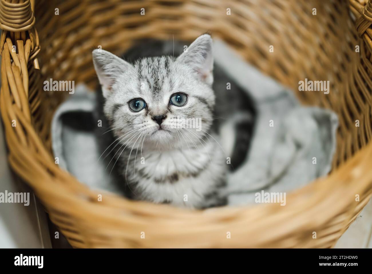 Gattino inglese shorthair Silver Tabby riposato nel cestino di vimini. Giovane gatto domestico che passa il tempo in casa. Foto Stock