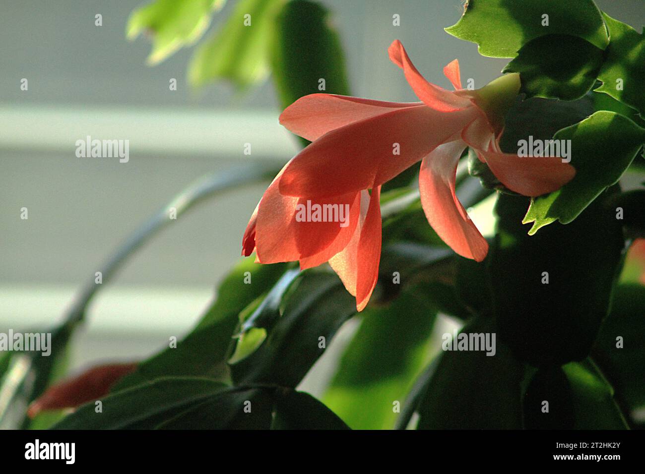 Primo piano di una pianta di Schlumbergera (Cactus natalizio) in fiore Foto Stock