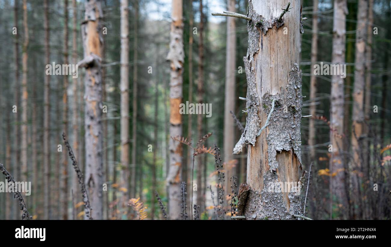 Foresta tedesca con alberi morti Foto Stock