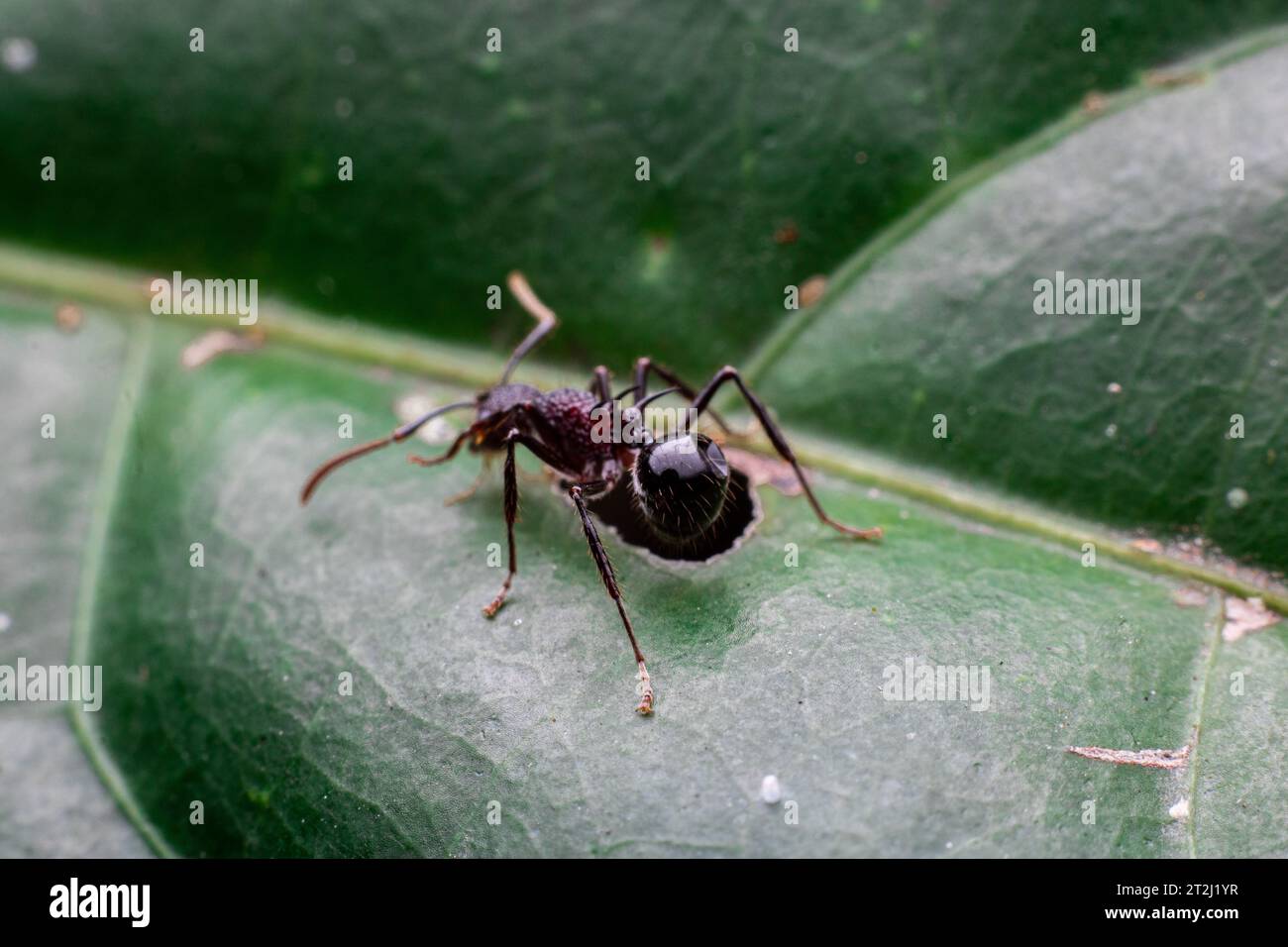 solitaria formica polirhachica in cima ad una foglia verde Foto Stock