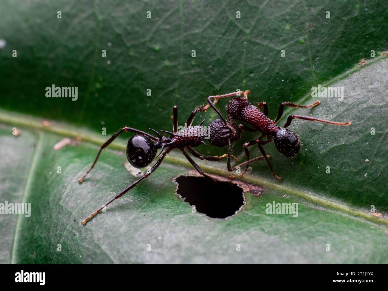 due formiche combattono su una foglia verde Foto Stock