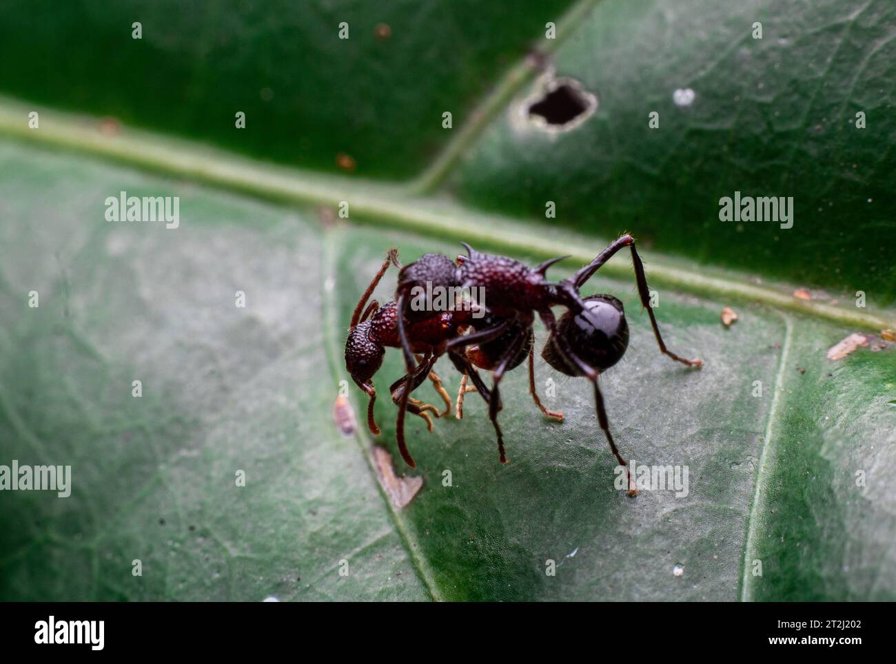 le formiche combattono su una foglia verde Foto Stock